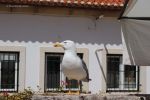 Albufeira - Un gabbiano (uma gaivota)
