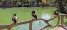 Aveiro - Anatre nel Parco Infante Dom Pedro