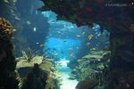 Lisbona - L'acquario Oceanário de Lisboa
