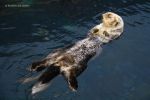 Lisbona - L'acquario Oceanário de Lisboa