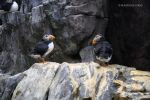 Lisbona - L'acquario Oceanário de Lisboa