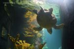 Lisbona - L'acquario Oceanário de Lisboa