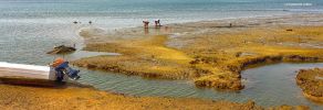 Olhao - Raccolta del marisco (frutti di mare) nella Ria Formosa