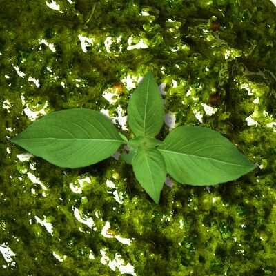 Come correggere il pesto troppo amaro